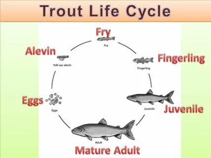 Living the Life of a Trout! - ppt video online download