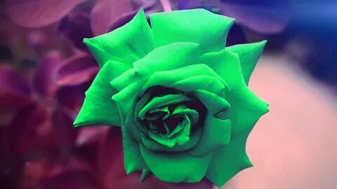 Green Roses Wallpaper Iphone - 1366x768 - Download HD Wallpa