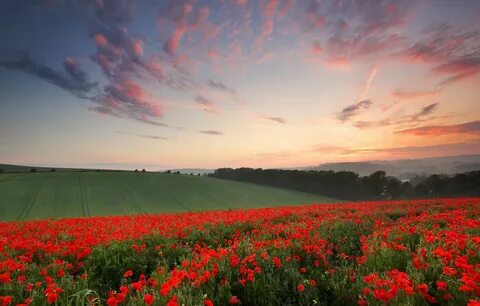 Wallpaper summer, flowers, field, England, Maki, the evening
