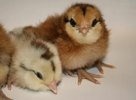 For Sale - TX - Easter Egger Chicks (Pick up only!