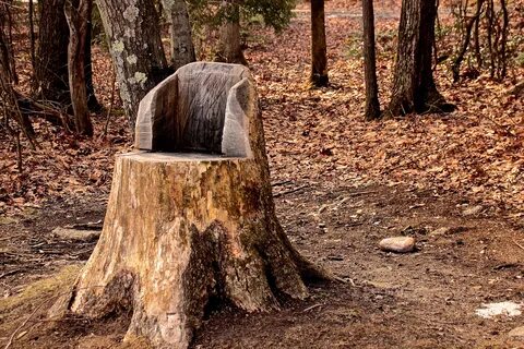 Free Images : nature, forest, wilderness, wood, leaf, chair,