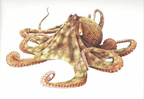 Octopus drawing, Scientific illustration, Octopus illustrati