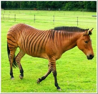 ♞ Zorse = Zebra and mare Quarter Horse. Her name is Stormy. 