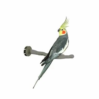 Buy Bird Supplies - Thermo Bird Perch - Large in Cheap Price
