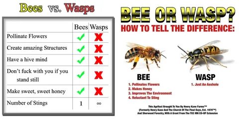 Funny wasp Memes