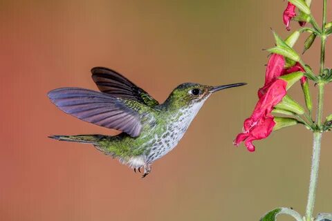 1600x900 resolution hovering green and white Hummingbird wit