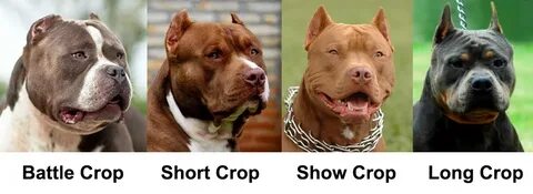 Dog Ear Cropping Styles, After Care, Cost Dogs, Cats, Pets