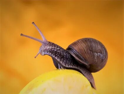 What Do Snails Eat In An Aquarium?