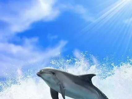 Ocean Jumping Dolphin Under Sunlight iPhone 6 Wallpapers Dow