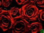 Dark Red Roses Photograph by Heather Paich Fine Art America