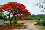 Krishnachura Tree, Bangladesh Flowering trees, Delonix regia