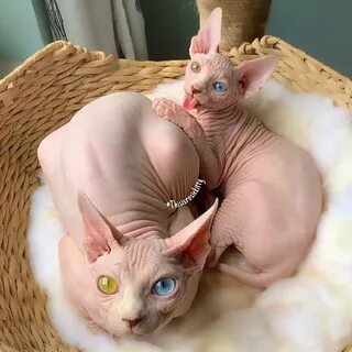 Беременные кошки сфинксы (66 фото)