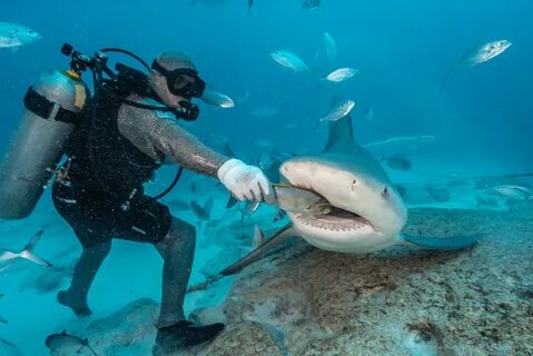 Bull sharks feeding - Diversland