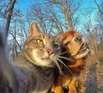 This Selfie Taking Cat Takes Better Selfies Than You Catlov