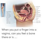🇲 🇽 25+ Best Memes About Vagina Bone Vagina Bone Memes
