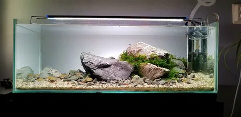 fish for 15 gallon tank Online Shopping