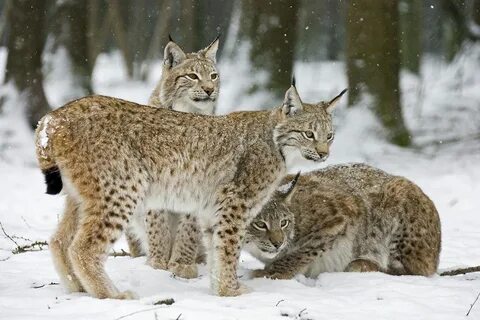 Linces ibéricos vencem a extinção e estão sendo soltos na na