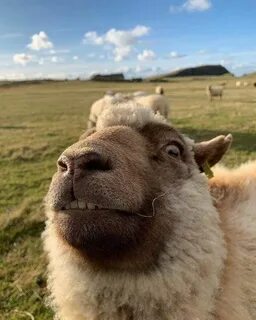 PsBattle: This sheep in Scotland - photoshopbattles Funny sh