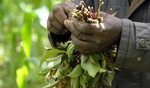 Drug News: Holland bans khat leaves (VIDEO) The World from P