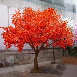 Cina Besar Luar Jepang Orange Maple Tree Pemasok, Produsen, 