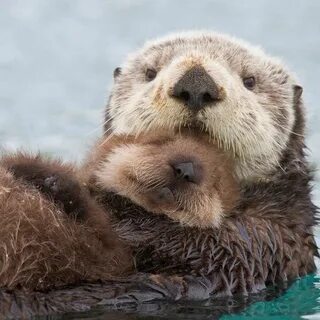 Sea otter problems predate the fur trade #animalmemes Otters