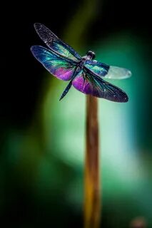 Dragonfly Dragonfly, Dragon flys, Beautiful bugs