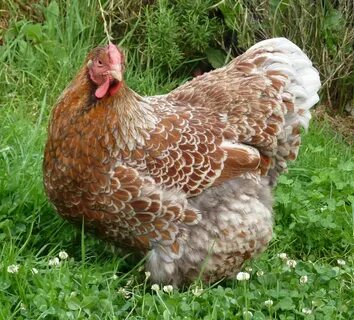 Barred Rock - Google Search Pet chickens, Chickens backyard,