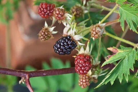 Thornless blackberry - FirstBefore