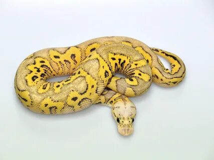 Clown Super Pastel Yellow Belly - Morph List - World of Ball