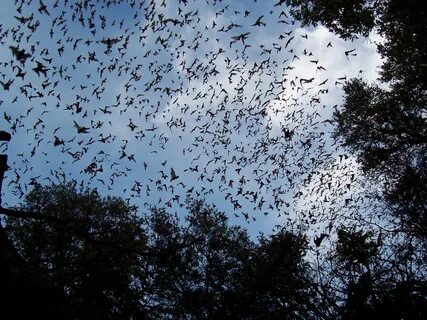 Going batty for bug eater
