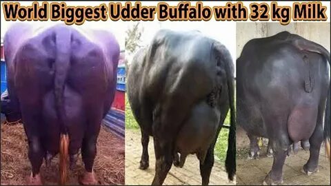 Top10 Big Udder buffalo's World Biggest Udder Buffalo with 3