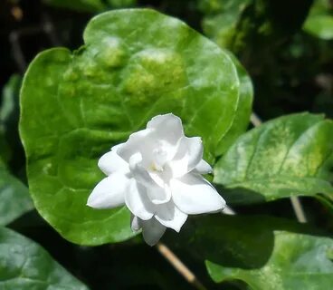 Sampaguita Jasmine Related Keywords & Suggestions - Sampagui