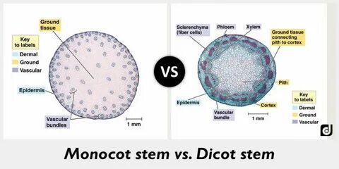 Dicot Stem Cross Section : Herbaceous Stem Cross Sections Ca