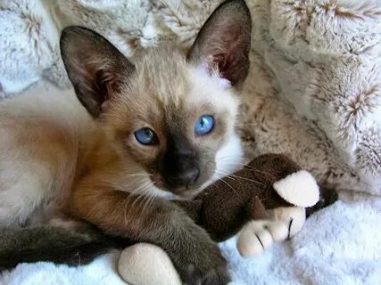 Carolina Blues Cattery Siamese Kittens for Sale Siamese cats