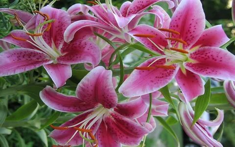 Stargazer Lily Wallpaper (57+ images)