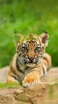 Pin by Roxie Samuel on Животный мир Sumatran tiger, Cute wil
