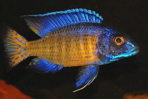 Male Mdoka Flametail Peacock 1.25 inch Aulonocara African Ci