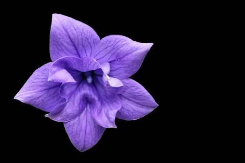 Free Images : blossom, purple, petal, bloom, blue, flora, ey