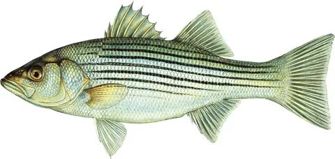 Library of picture royalty free download striped bass fish p