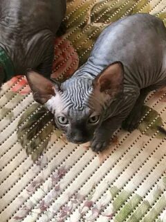 "Sphynx" Cats For Sale Chicago, IL #296723 Petzlover