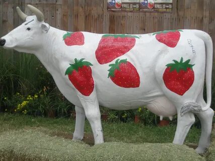 Poteet Strawberry Festival. Poteet, TX Cow pictures, Poteet,