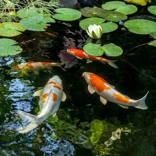 NATIONAL KOI DAY - November 30, 2022 - National Today