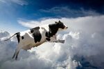 A Group of Cows Forced a Boeing 747 to Make Emergency Landin