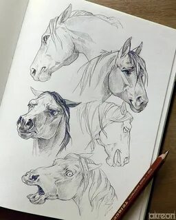akreon on Twitter Horse art drawing, Animal drawings, Animal