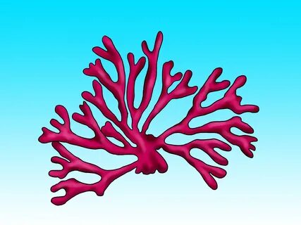 35+ Latest Easy Coral Reef Cartoon Drawing