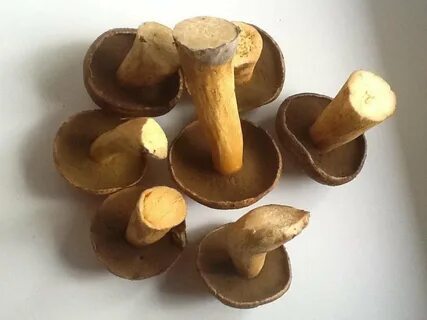 Маслёнок желто-бурый (3 фото) гриб опознан