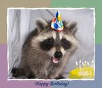Raccoon Birthday Cakes