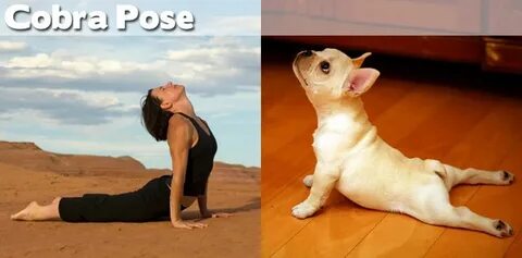 27 Yoga Positions Demonstrated By Animals Funny animals, Yog