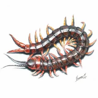 Centipede Centipede, Tokyo ghoul fan art, Tokyo ghoul