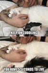 How to tell if it Is it safe for the cuddles - Imgur